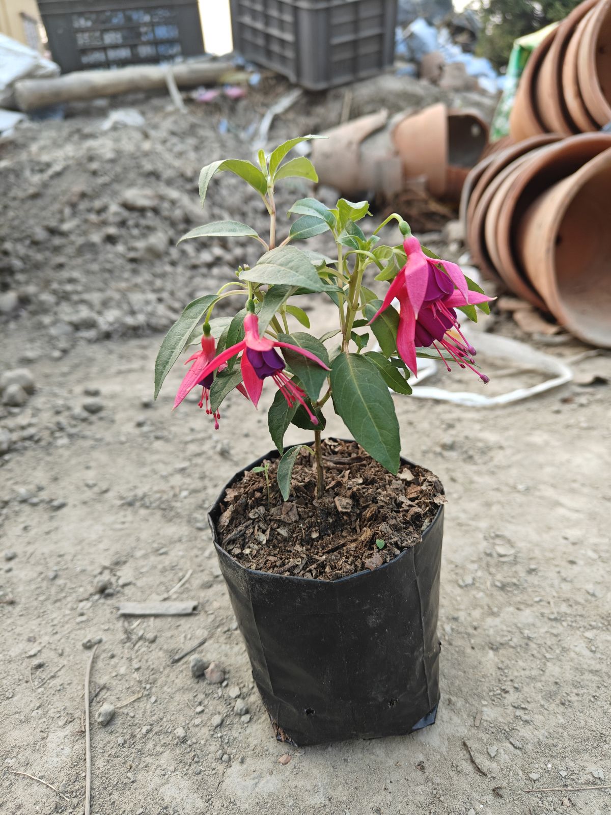 Fuchsia Plant