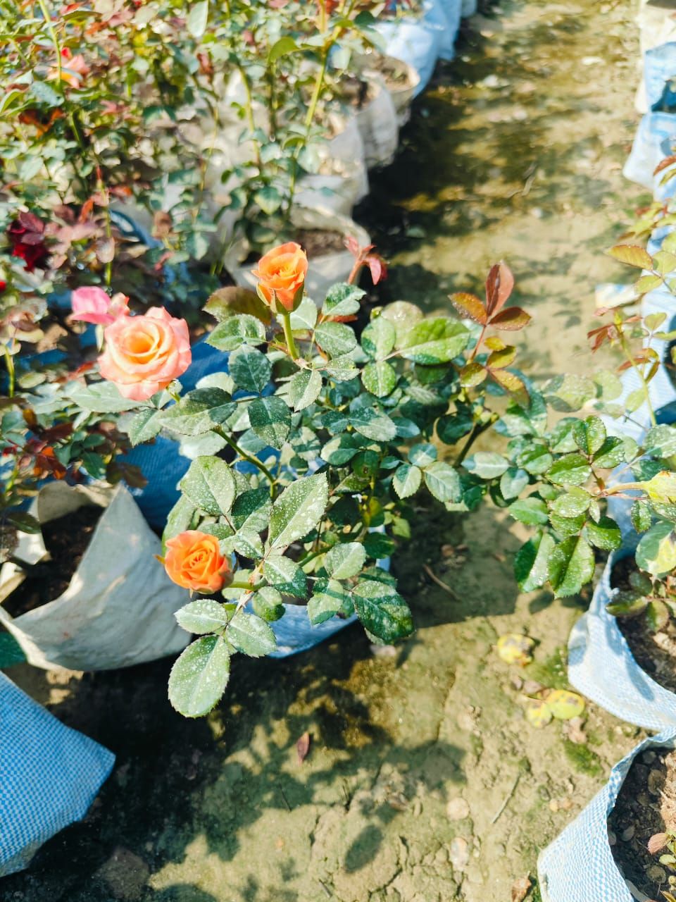 Yellow Rose Flower Plant