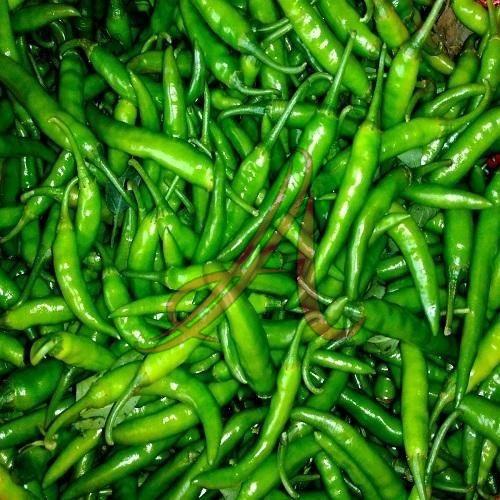 Organic Fresh Green Chilli for Cooking