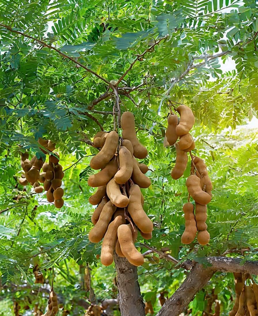 A Great Tamarind