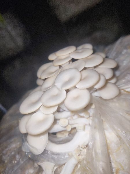 Creamy Fresh Oyster Mushroom, Packaging Size : 200gm Polythene Bag