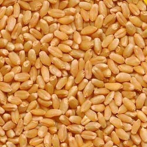 Sharbati Wheat Grain for Cooking, Packaging Type : Bag