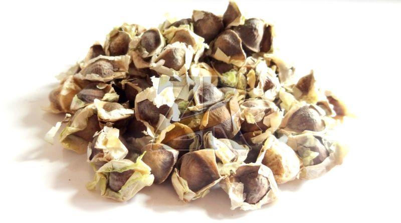 High Nutrient Moringa Seeds