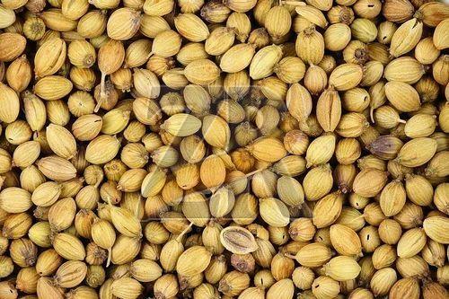 Premium Coriander Seeds