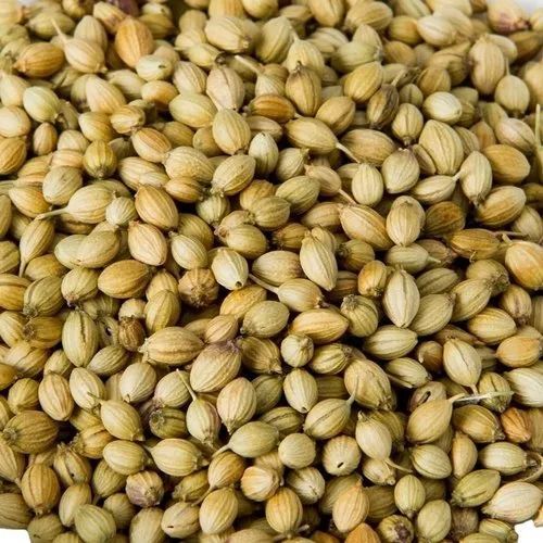 Green Organic Coriander Seeds Food Grade for Cooking