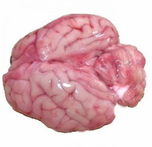 Fresh Goat Brain