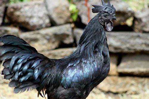 Fresh Kadaknath Chicken