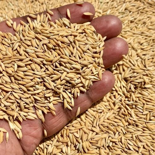 White Medium Grain Indian Raw Rice, Packaging Size : 25Kg, 50Kg