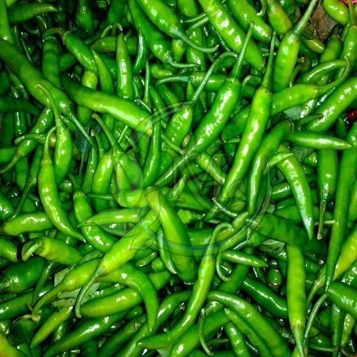 Fresh Green Chilli