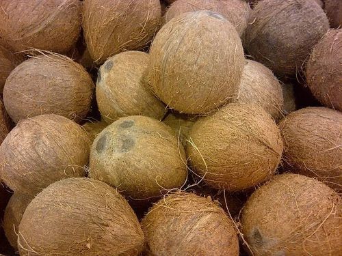 Fresh Mature Coconut