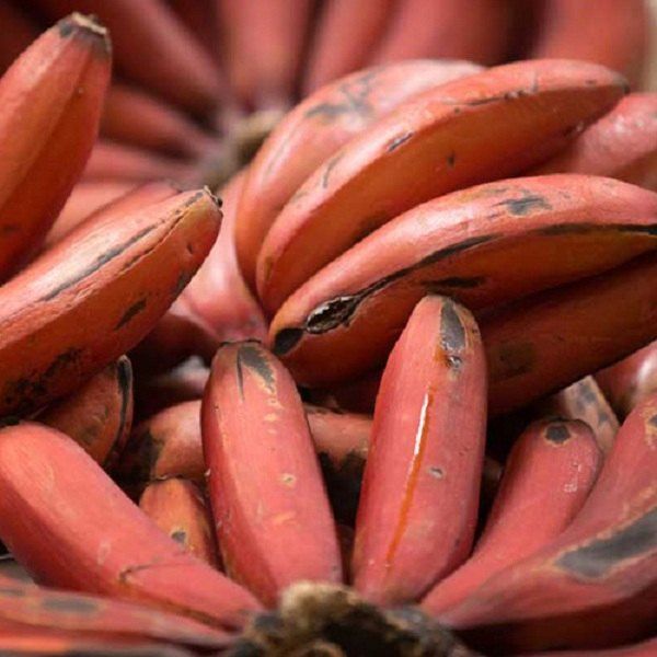 Fresh Red Banana