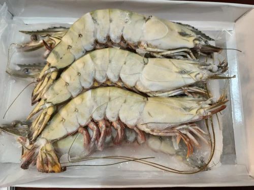 16/20 PD Black Frozen Tiger Prawns, Packaging Type : Box