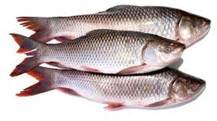 Whole Frozen Rohu Fish