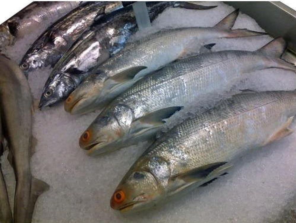 Whole Frozen Seer Fish