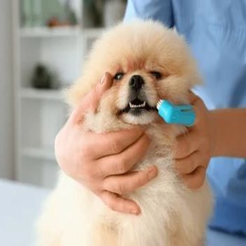 Pet Grooming Service