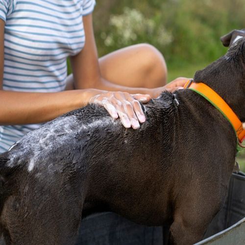 Concentrated Cattle Wash