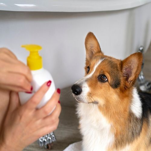 long coat pet shampoo