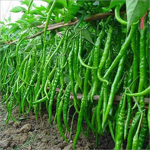 Fresh Green Chilli