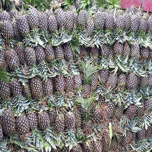A Grade Fresh Pineapple