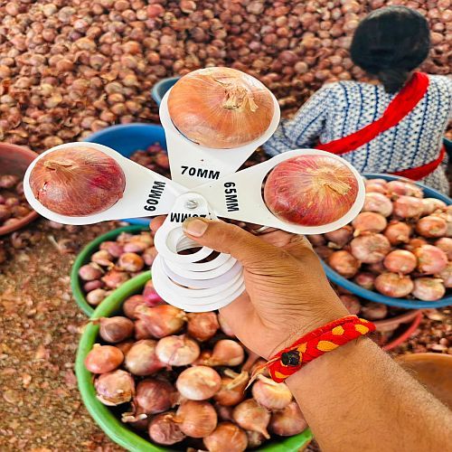 A Grade Fresh Yellow Onion