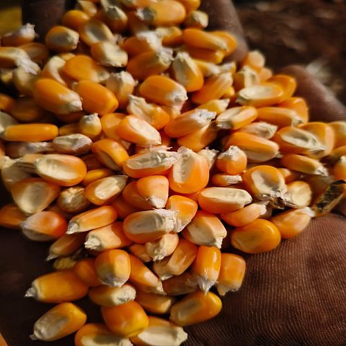 Dried Yellow Maize Seeds