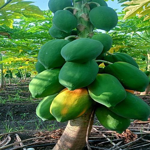 Fresh Raw Green Papaya