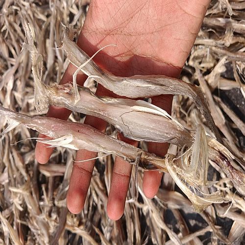 Premium Dried Ribbon Fish