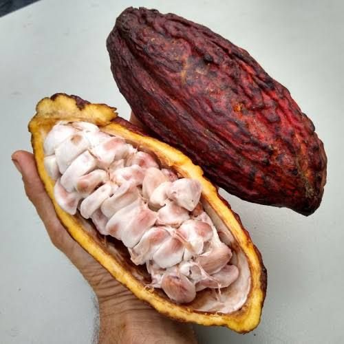 Premium Cocoa Fruit