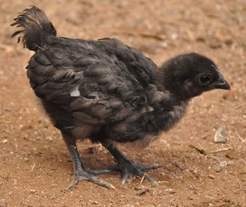 One Month Old Black Kadaknath Chicks