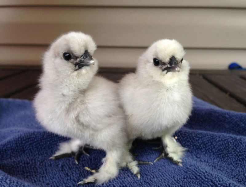 One Day Old Fancy Chicks