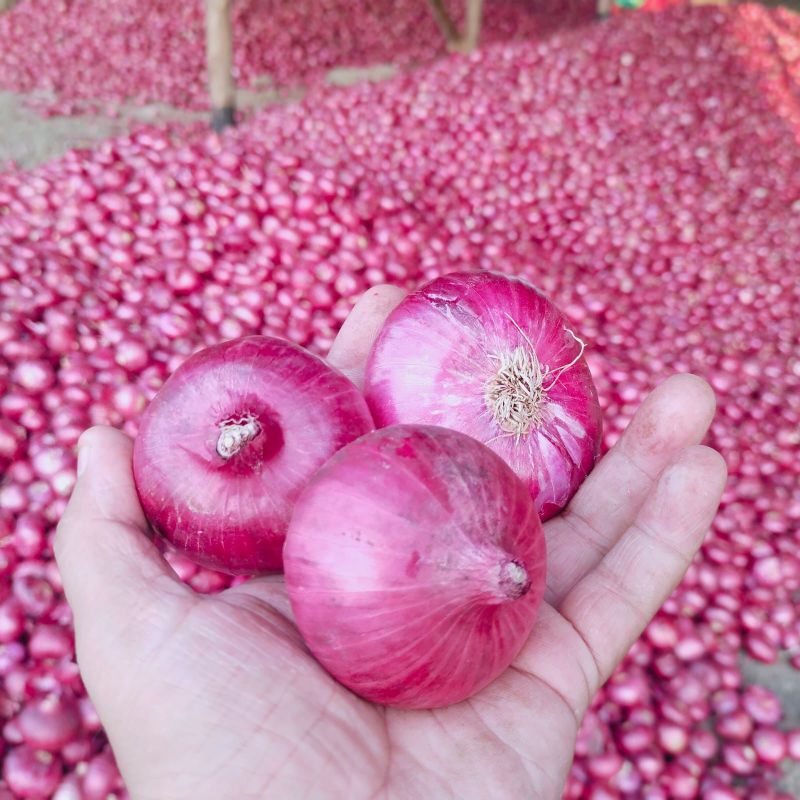 fresh red onion