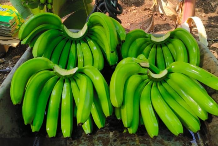 Fresh Cavendish Banana