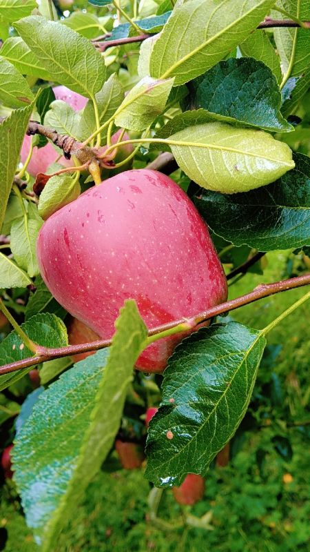 A Grade Kashmiri Apple