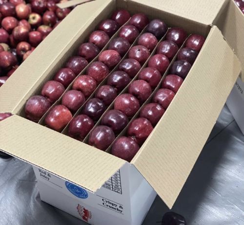 Red Organic Packaging Apple Boxes, State OF Origin : Kashmir India