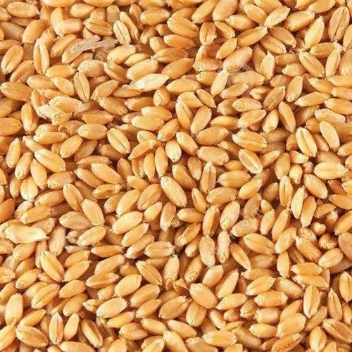 Hybrid Wheat Grain for Baking, Cooking, Animal Feed