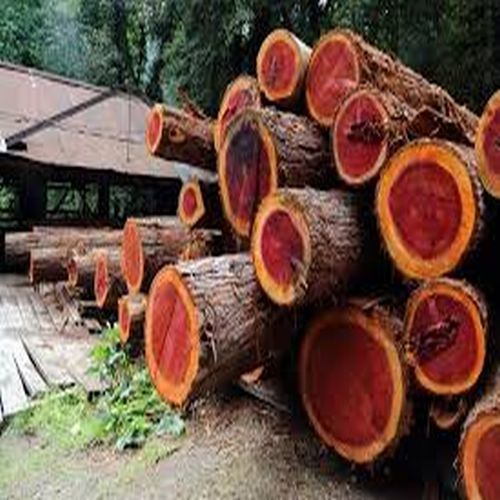 Natural Red Sandalwood Logs