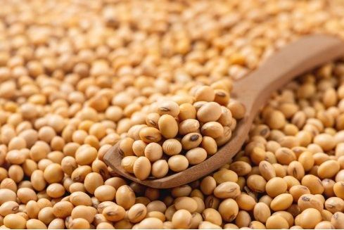 Soya Bean Whole for Homemade Soymilk, Tofu Making, Sprouting