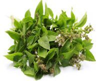 Basil Oil, Color : Pale Yellow To Amber for Aromatherapy
