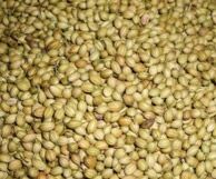 Coriander Select Oil