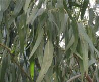 Eucalyptus Oil