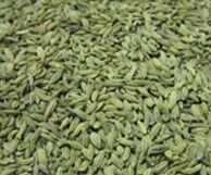 Fennel Select Oil for Aromatherapy