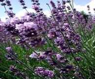 Lavender Oil