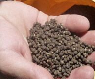 Musk Ambrette  Seed Oil