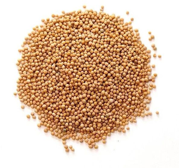 Mustard Seeds Yellow