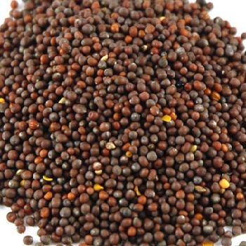 Mustard Seeds for Cooking, Pickling, Condiments, Sauces