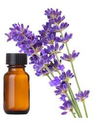 Lavender Oil