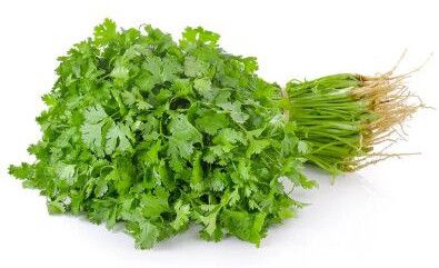 Fresh Coriander Leaves