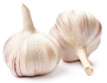 fresh garlic
