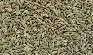 Natural Sources Fennel Seeds, Packaging Type : Sealed Bags