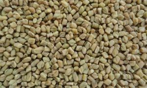 Fenugreek Seeds